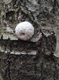 Attēlu rezultāti vaicājumam “Fuligo leviderma”