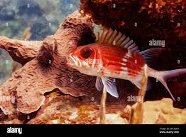 Image result for Holocentrus adscensionis