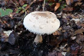 Attēlu rezultāti vaicājumam “Didymium xanthopus macro”