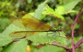 Attēlu rezultāti vaicājumam “Calopteryx virgo”