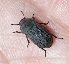 Attēlu rezultāti vaicājumam “Opatrum sabulosum”