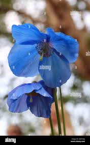Image result for Scheinmohn