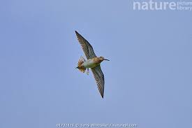 Image result for Gallinago gallinago