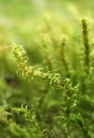 Attēlu rezultāti vaicājumam “Rhytidiadelphus subpinnatus”