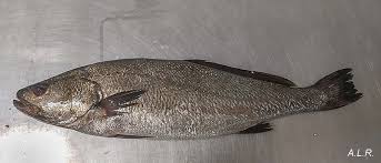 Image result for Argyrosomus regius