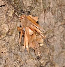 Attēlu rezultāti vaicājumam “Canephora hirsuta”