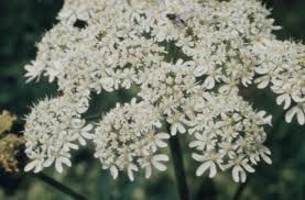 Attēlu rezultāti vaicājumam “Heracleum sphondylium subsp. sibiricum fruit”