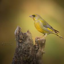 Attēlu rezultāti vaicājumam “Chloris chloris”