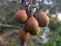Attēlu rezultāti vaicājumam “Pyrus communis fruit”