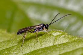 Attēlu rezultāti vaicājumam “Ichneumonidae imago”