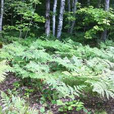 Attēlu rezultāti vaicājumam “Pteridium aquilinum”