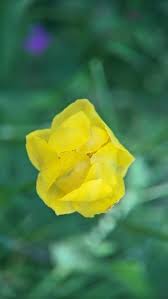 Attēlu rezultāti vaicājumam “Trollius europaeus”