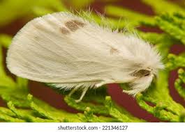 Attēlu rezultāti vaicājumam “Euproctis similis”