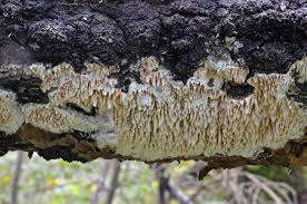 Attēlu rezultāti vaicājumam “Basidioradulum radula”