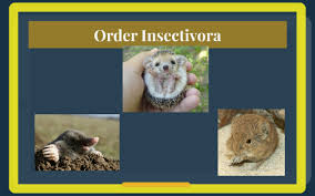 Attēlu rezultāti vaicājumam “Insectivora”