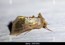 Attēlu rezultāti vaicājumam “Diachrysia tutti”