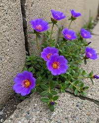 Attēlu rezultāti vaicājumam “Portulaca oleracea flower”