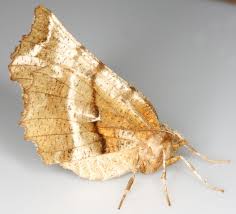 Attēlu rezultāti vaicājumam “Selenia dentaria”