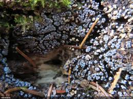 Attēlu rezultāti vaicājumam “Licea testudinacea plasmodium”