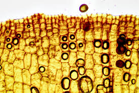 Attēlu rezultāti vaicājumam “Tortula lingulata macro”