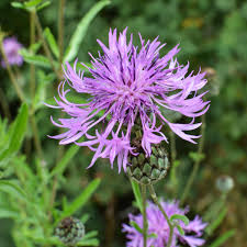 Attēlu rezultāti vaicājumam “Centaurea scabiosa”