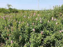 Attēlu rezultāti vaicājumam “Spiraea salicifolia”