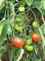Afbeeldingsresultaat voor black sea man tomato