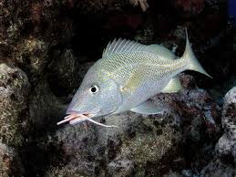 Image result for Haemulon plumierii