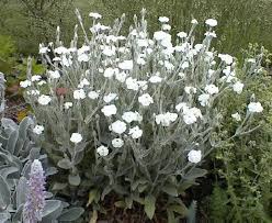 Image result for Lychnis coronaria