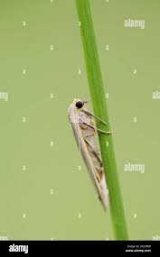 Attēlu rezultāti vaicājumam “Eilema griseola larva”