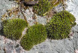 Attēlu rezultāti vaicājumam “Grimmia muehlenbeckii”