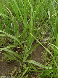 Attēlu rezultāti vaicājumam “Bolboschoenus maritimus flower”