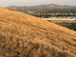 Image result for Cloth Of Gold Field Archery Club