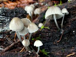 Attēlu rezultāti vaicājumam “Mycena”
