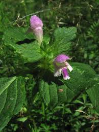 Attēlu rezultāti vaicājumam “Galeopsis bifida”