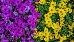 Image result for Dimorphotheca sinuata