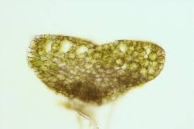 Attēlu rezultāti vaicājumam “Riccia canaliculata”