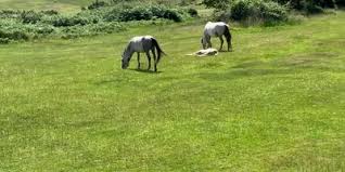 Image result for Clyne Golf Club Limited