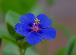Attēlu rezultāti vaicājumam “Anagallis arvensis flower”