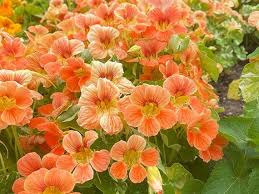 Attēlu rezultāti vaicājumam “Tropaeolum majus flower”
