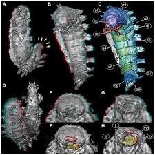 Attēlu rezultāti vaicājumam “Geocrypta galii larva”