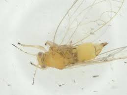 Attēlu rezultāti vaicājumam “Trioza dispar”