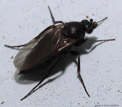 Attēlu rezultāti vaicājumam “Phoridae”