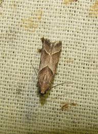 Attēlu rezultāti vaicājumam “Nyctegretis lineana”