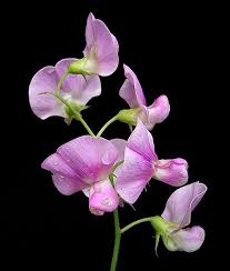 Image result for Lathyrus odoratus