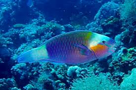 Image result for Chlorurus sordidus