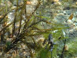 Attēlu rezultāti vaicājumam “Fontinalis antipyretica subsp. gracilis”