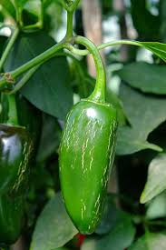 Afbeeldingsresultaat voor jalapeno early hot pepper