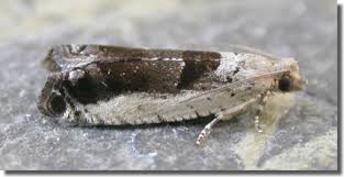 Attēlu rezultāti vaicājumam “Epinotia ramella”