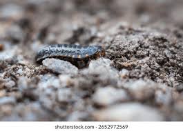 Attēlu rezultāti vaicājumam “Silpha obscura larva”